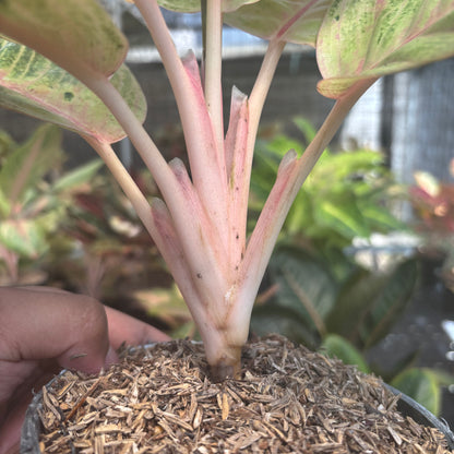 Aglaonema Moonlight
