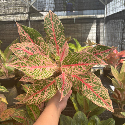 aglaonema legacy merah Aglaonema Pretty Woman