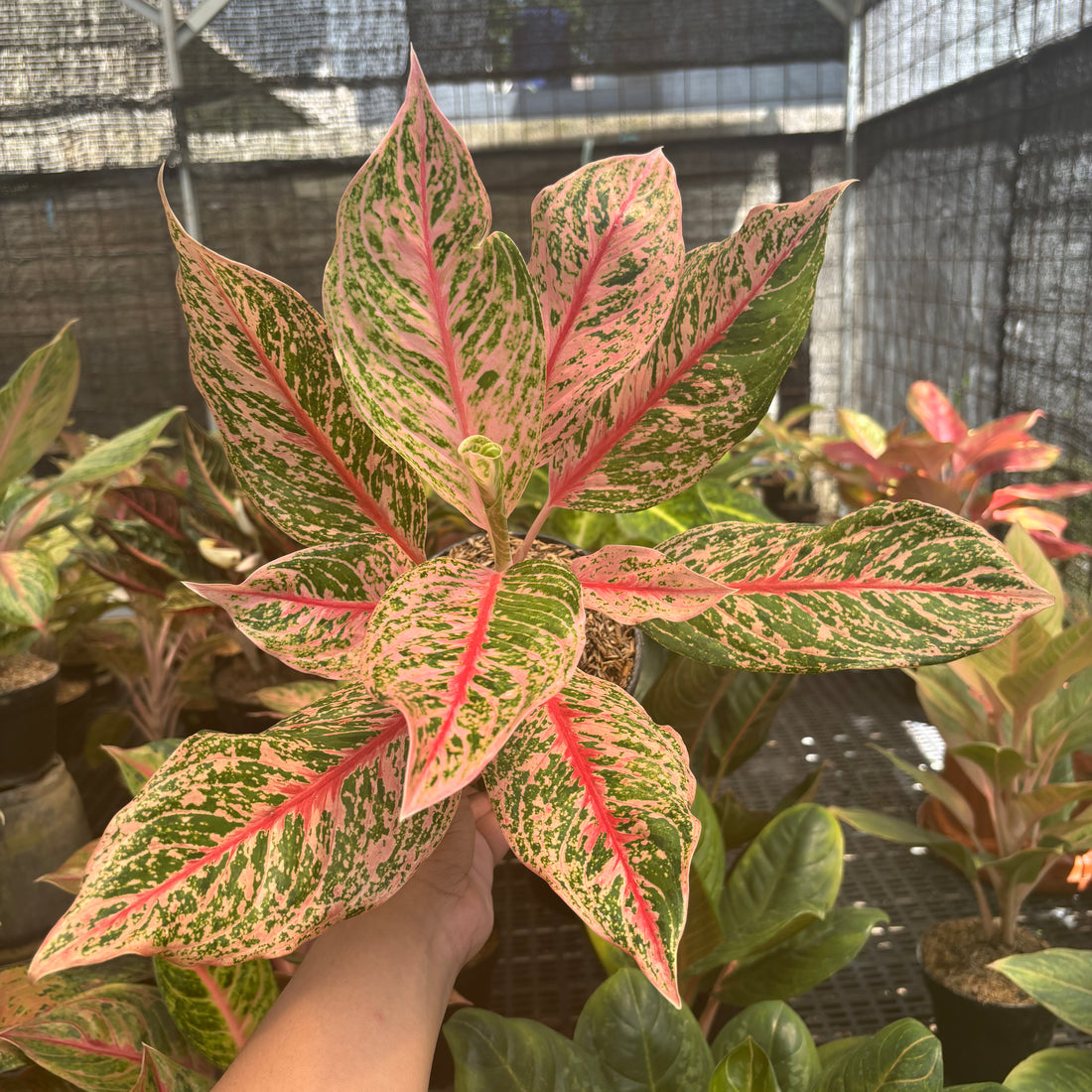 Aglaonema Pretty Woman