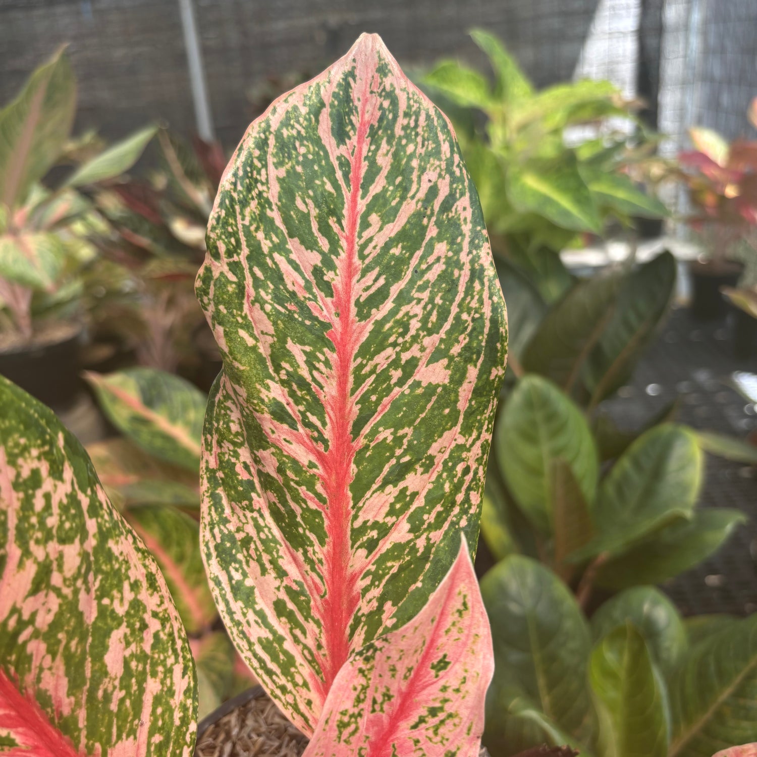 aglaonema pink peacock Aglaonema Pretty Woman