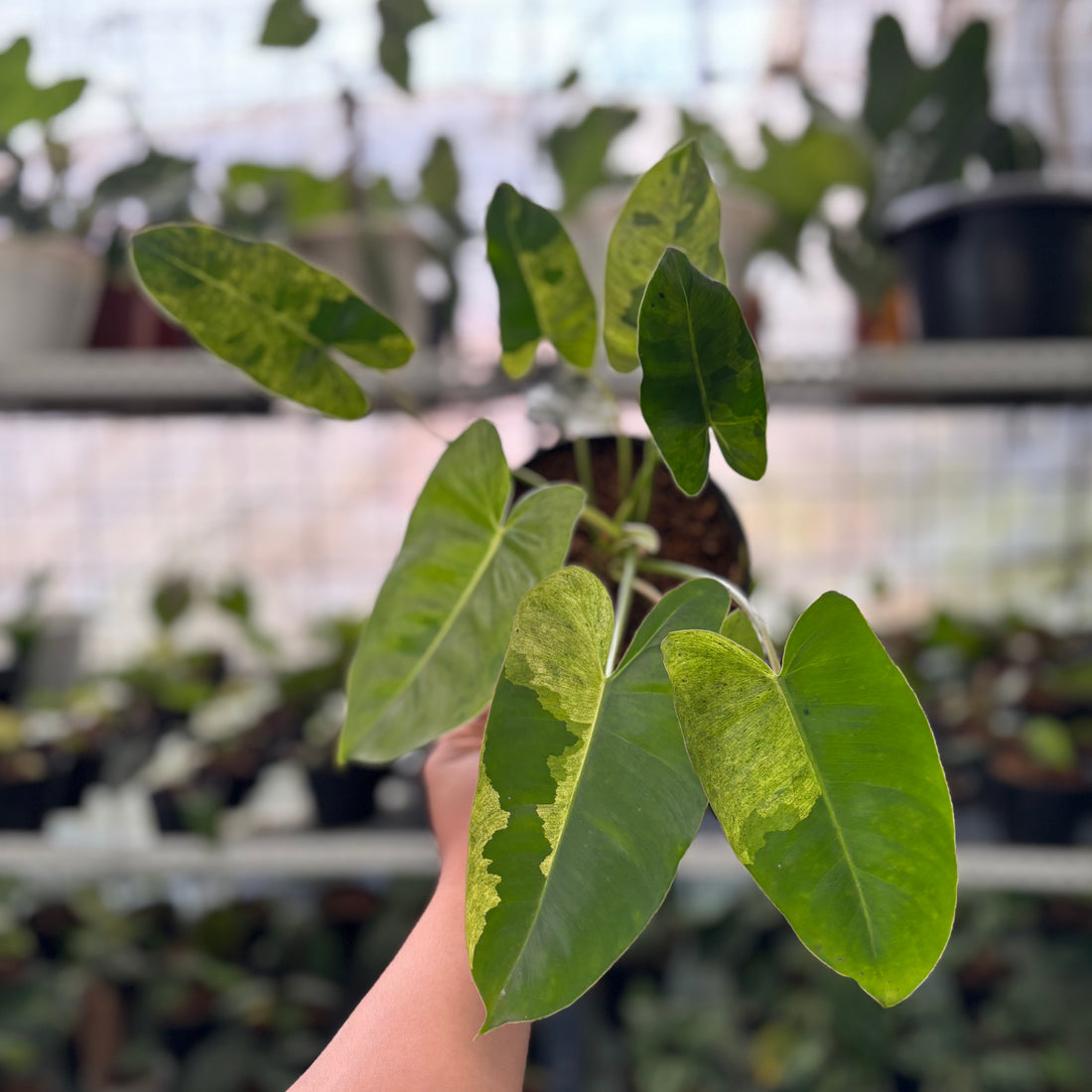 RP42-2 Philodendron Burlemarx Mint