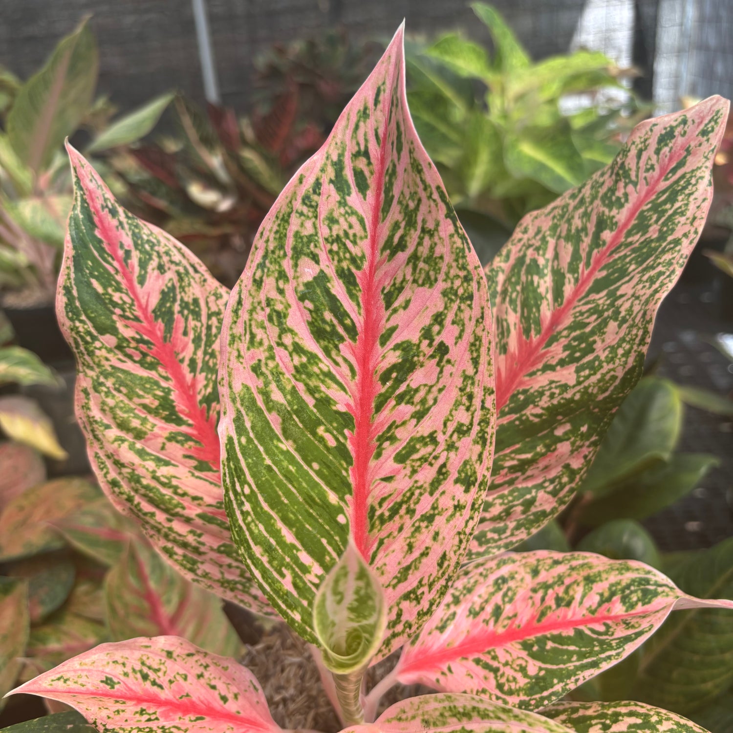 aglaonema moonstone Aglaonema Pretty Woman – Greenspaces.id