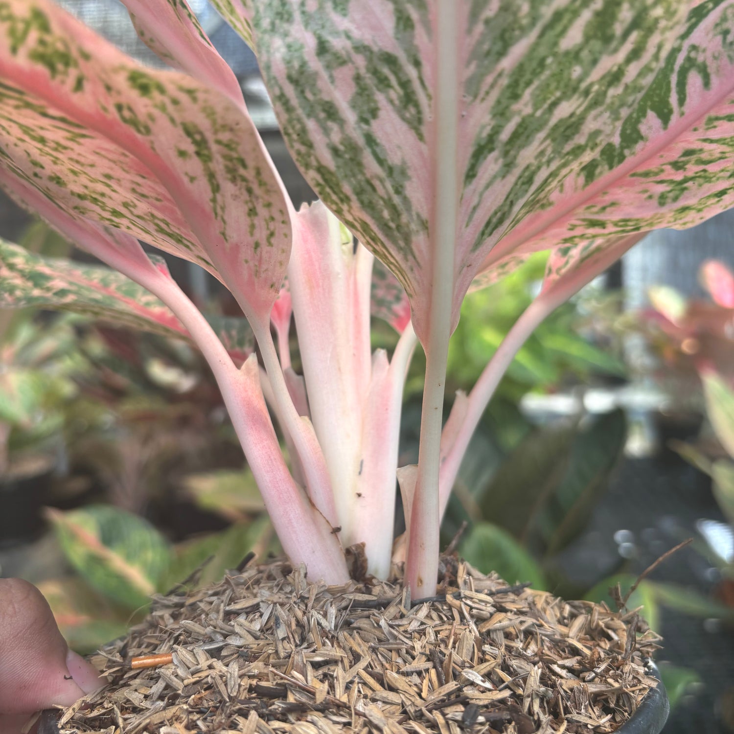 aglaonema pretty woman Aglaonema Pretty Woman