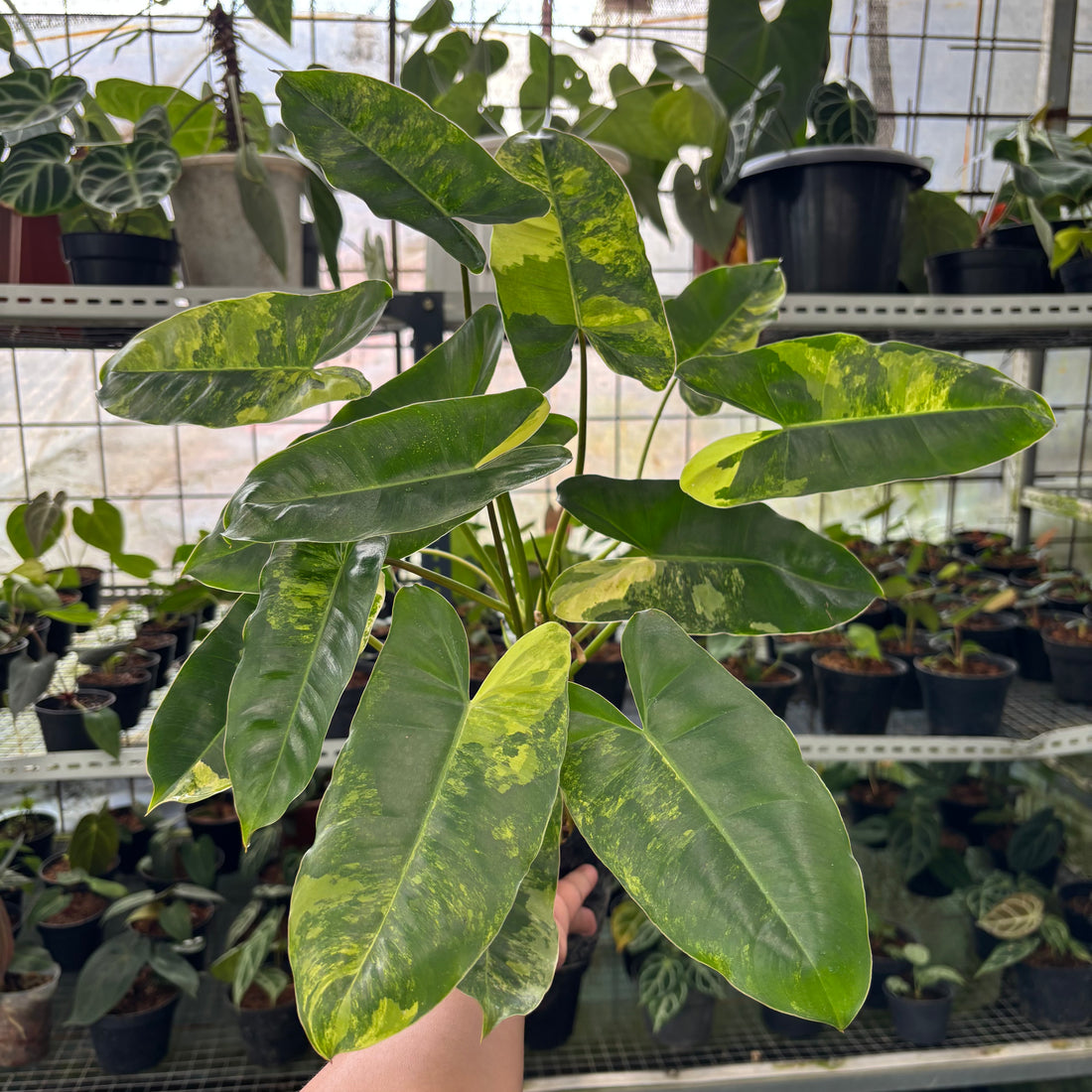RP44-2 Philodendron Burlemarx Variegated