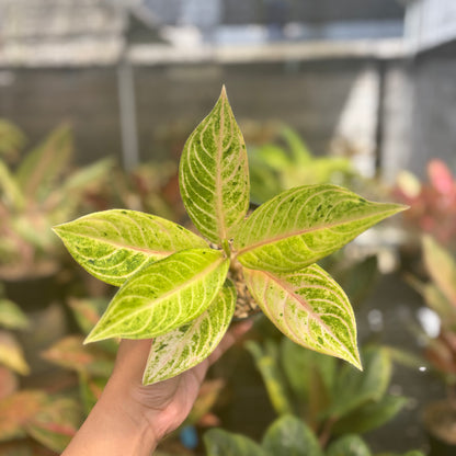 Aglaonem Ratu Koneng