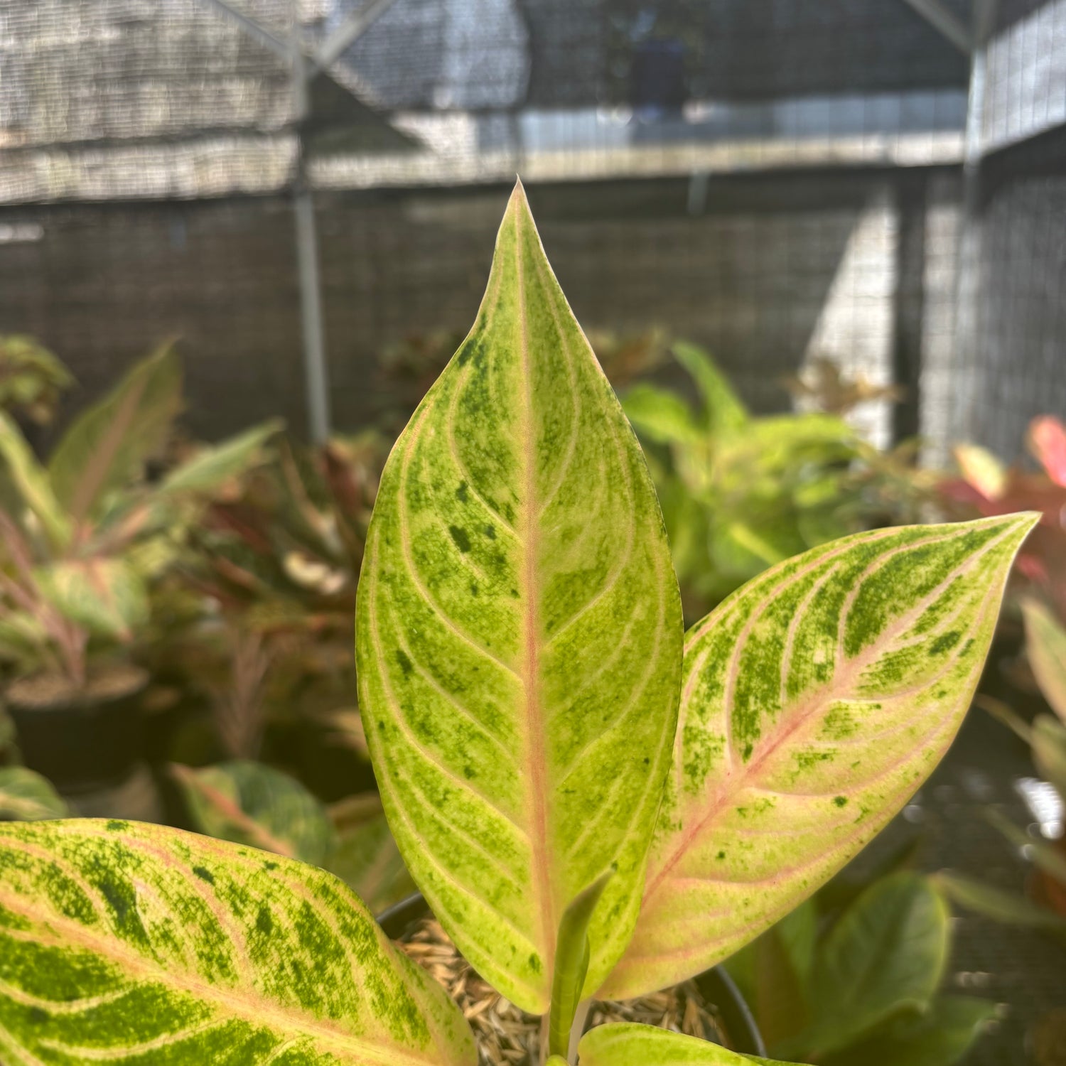 aglaonema golden flourite Aglaonem Ratu Koneng – Greenspaces.id