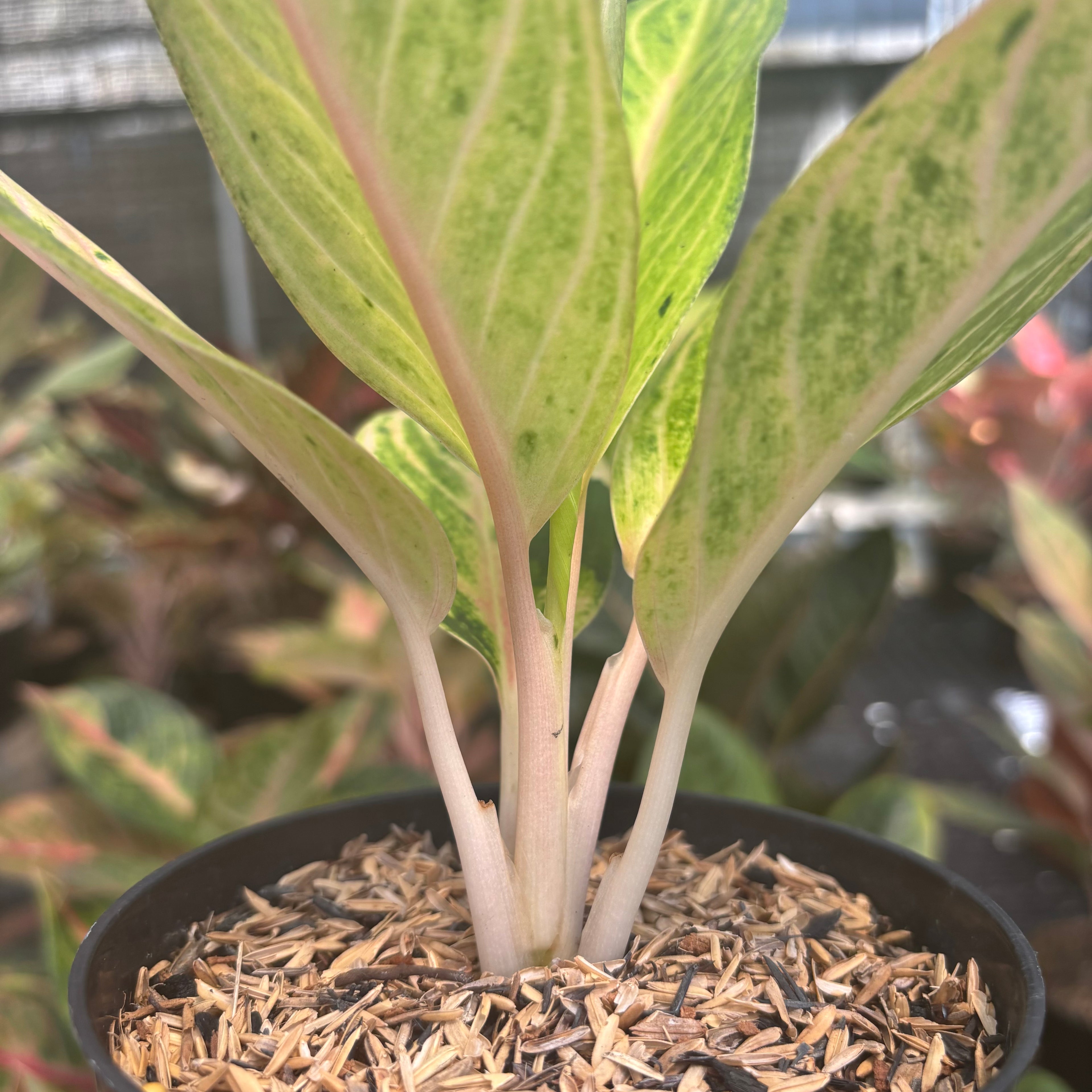 Aglaonem Ratu Koneng