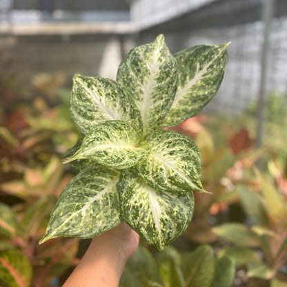 Aglaonema Snowy
