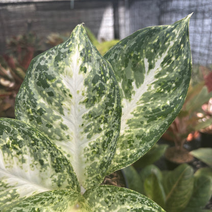 Aglaonema Snowy