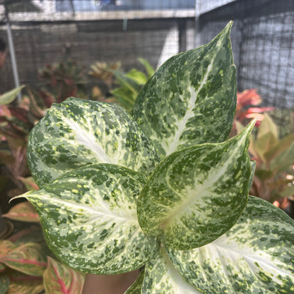 Aglaonema Snowy