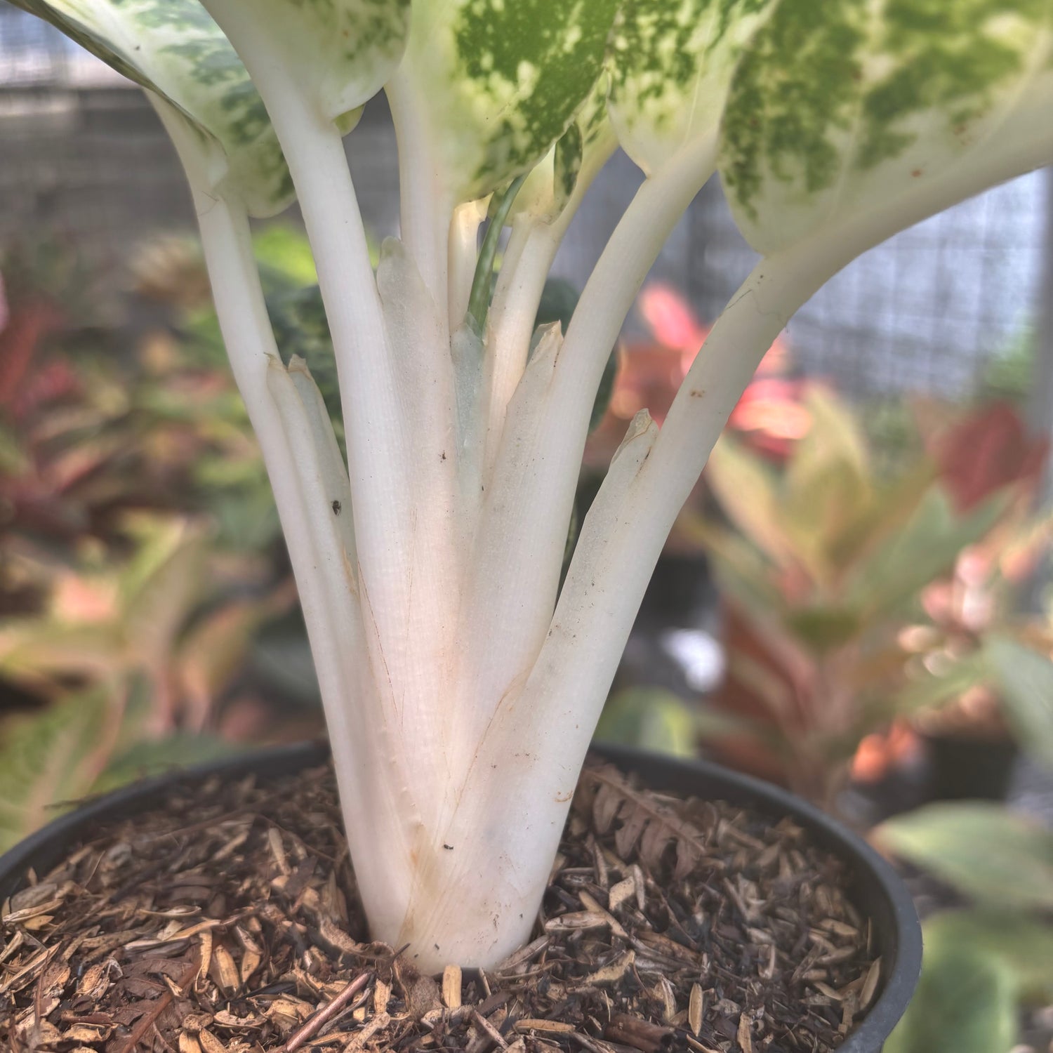 Aglaonema Snowy