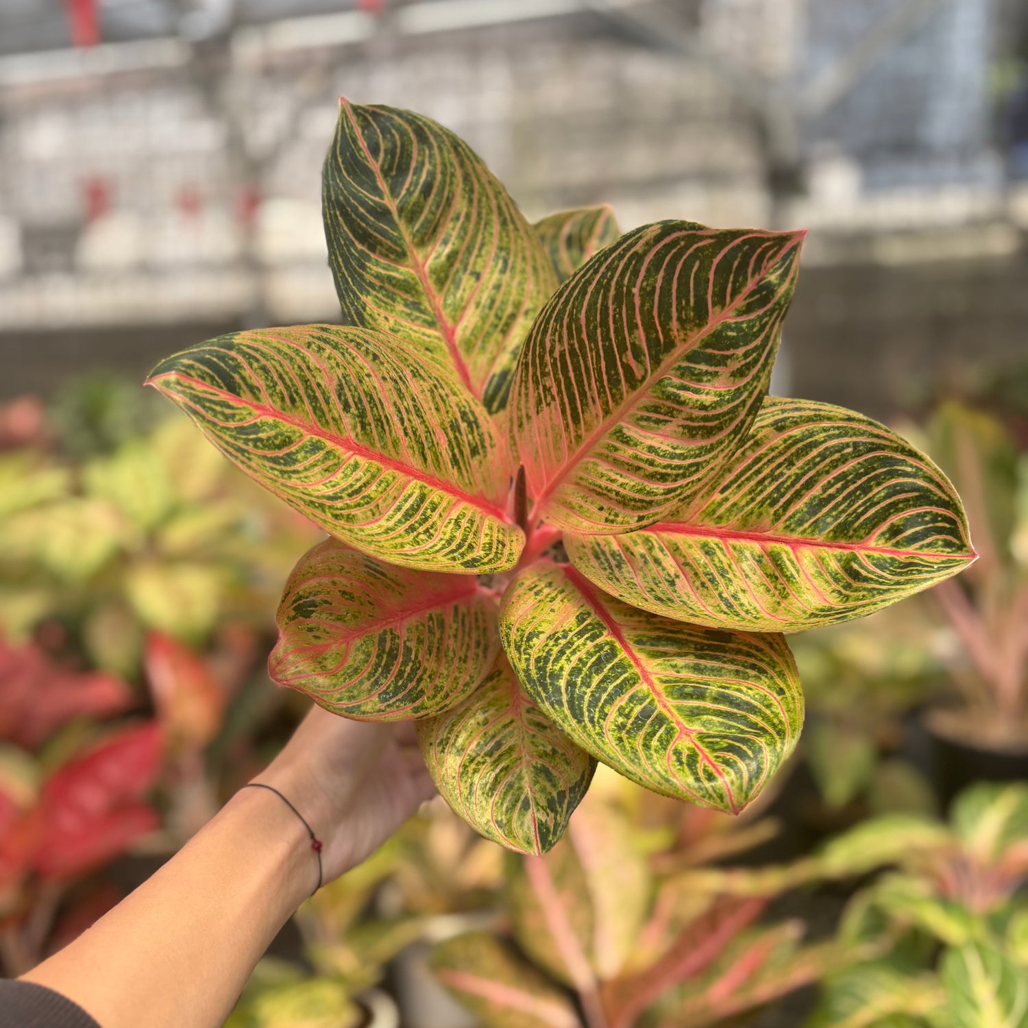 aglaonema golden passion Aglaonema Krisna Golden