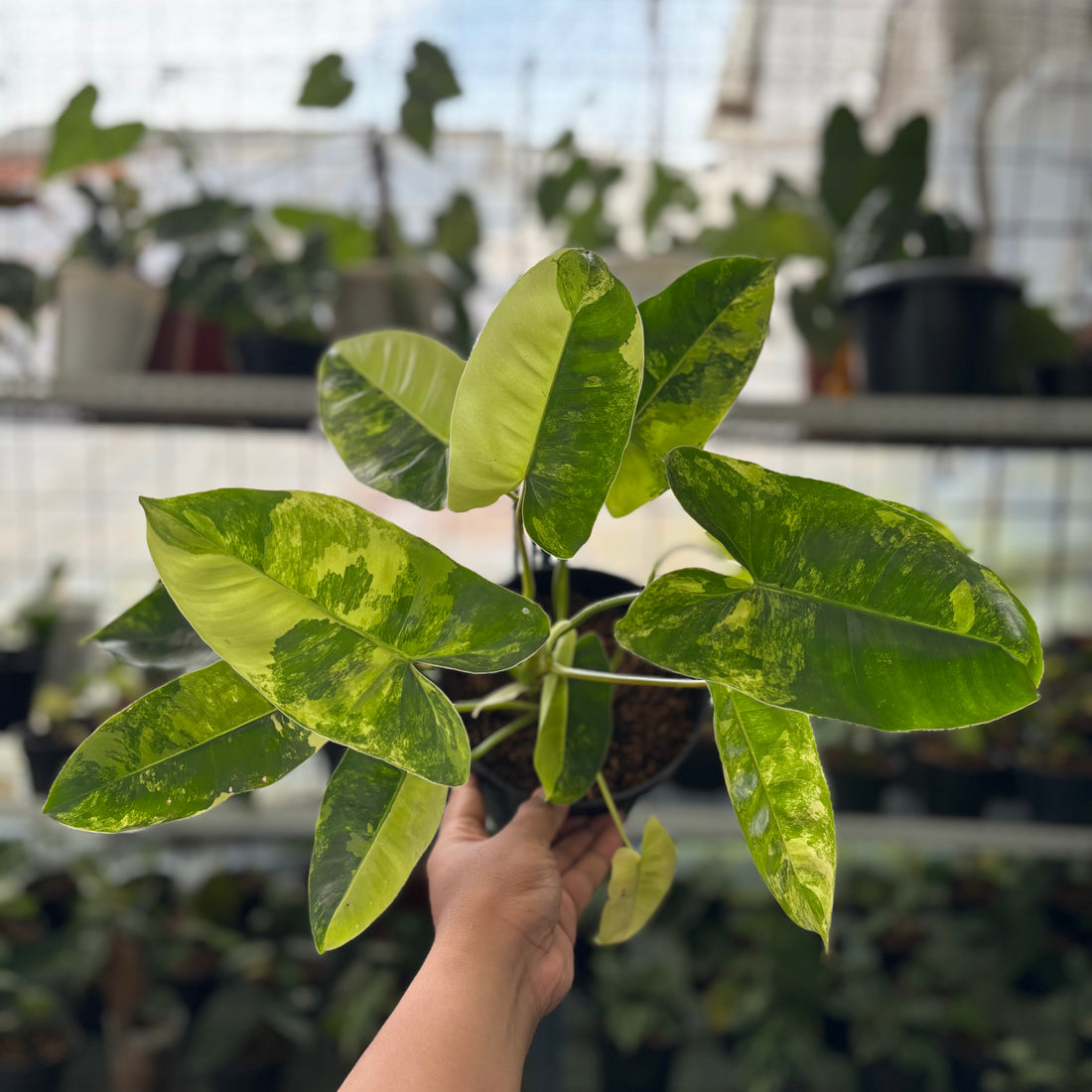 RP46-2 Philodendron Burlemarx Variegated