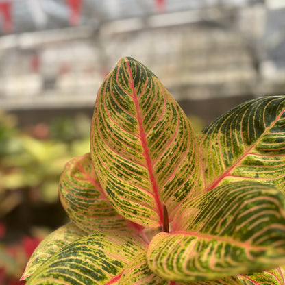 Aglaonema Krisna Golden