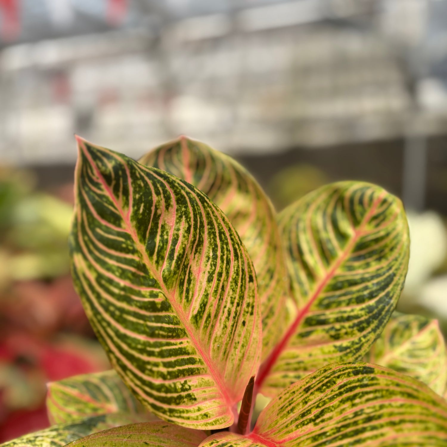 aglaonema golden passion Aglaonema Krisna Golden