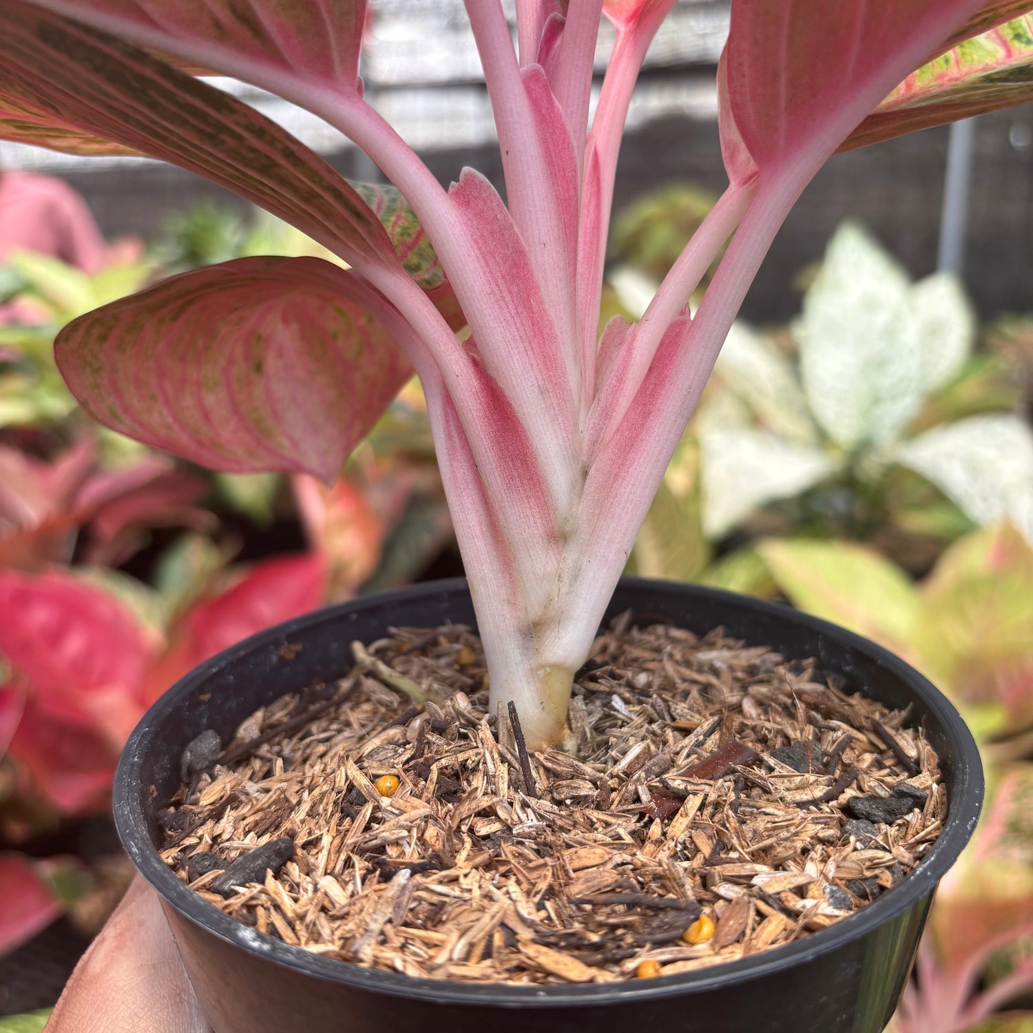 aglaonema golden passion Aglaonema Krisna Golden – Greenspaces.id