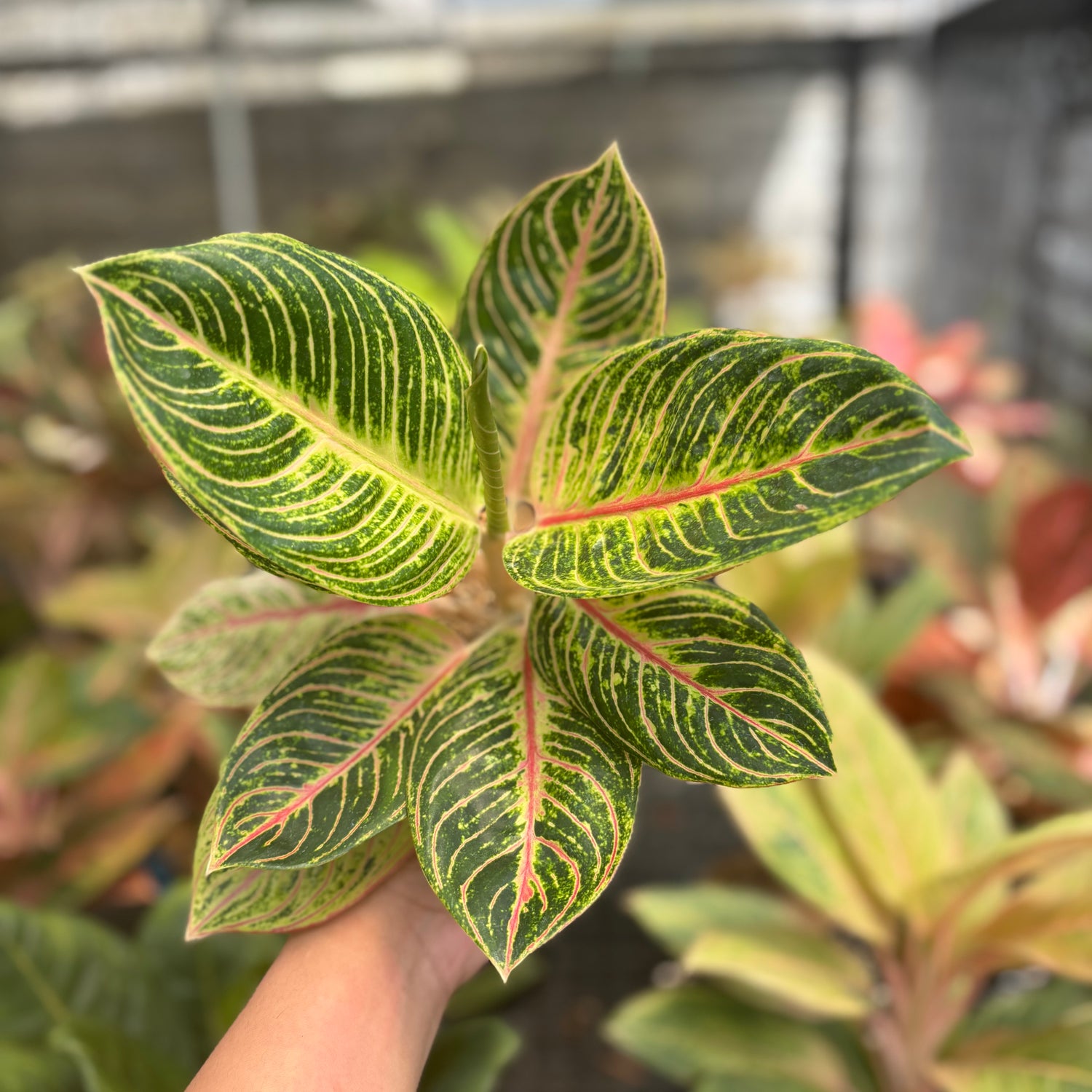 aglaonema bryant queen Aglaonema Queen of Siam – Greenspaces.id