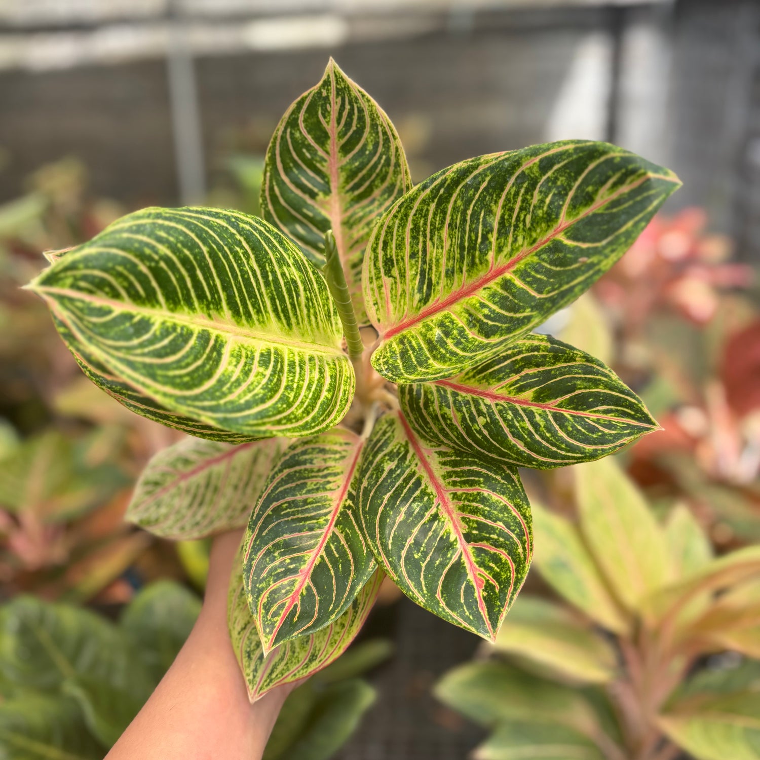 aglaonema indiana queen Aglaonema Queen of Siam – Greenspaces.id