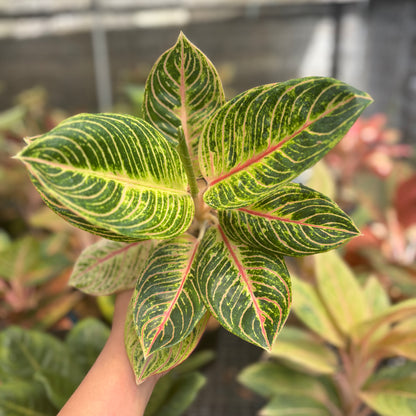 Aglaonema Queen of Siam