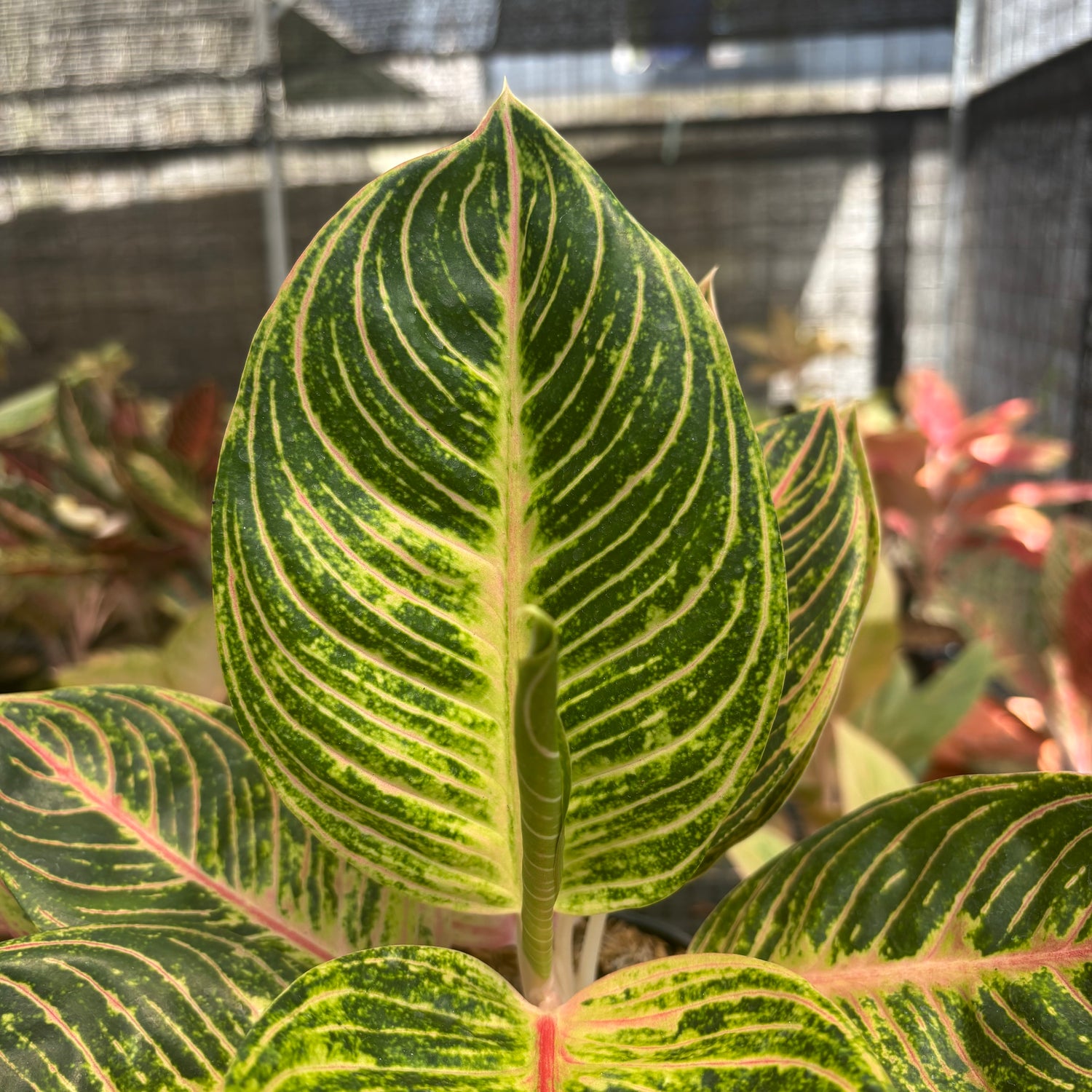 Aglaonema Queen of Siam