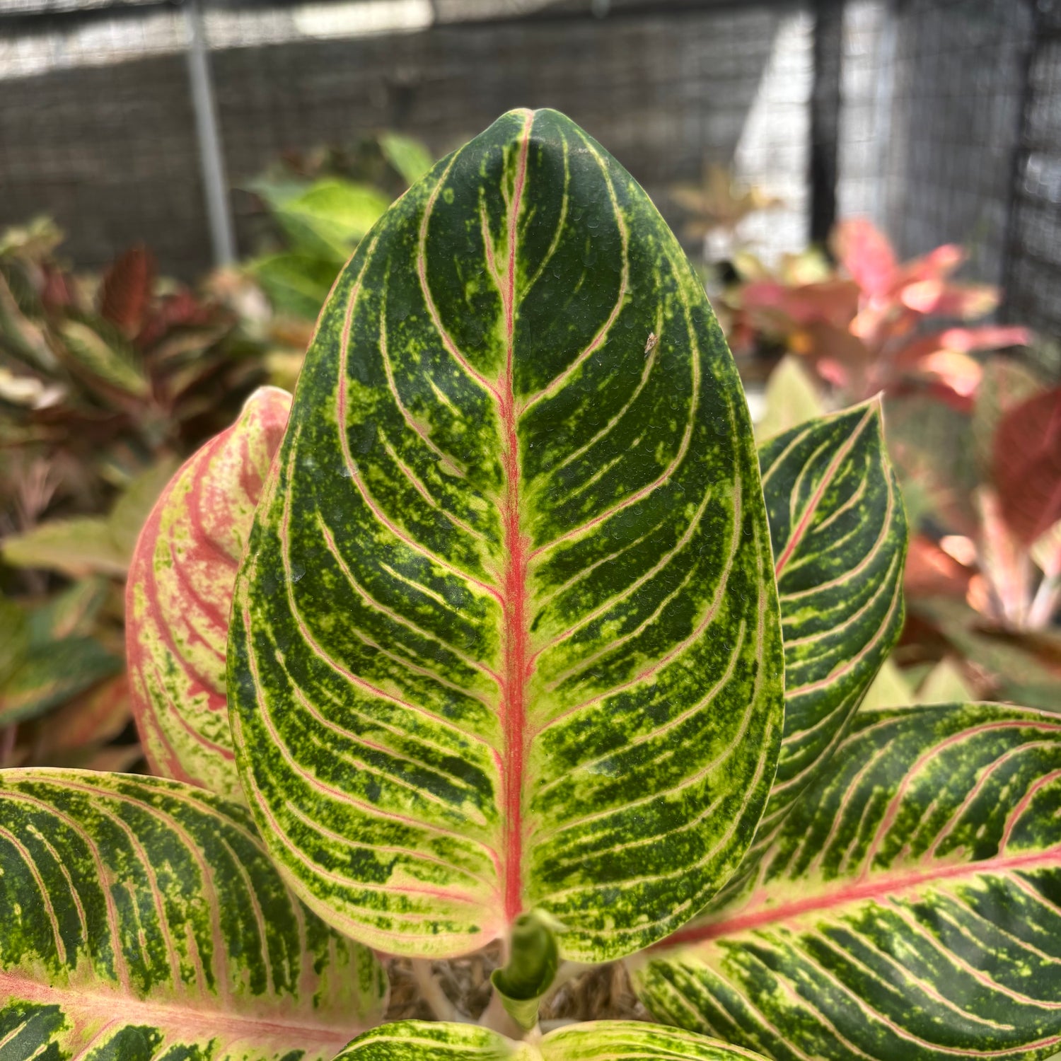 aglaonema strong leaf Aglaonema Queen of Siam – Greenspaces.id