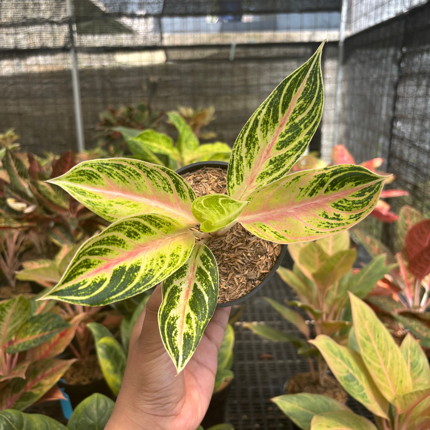big aglaonema Aglaonema Big Mama Tricolor