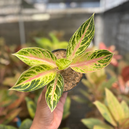 Aglaonema Big Mama Tricolor
