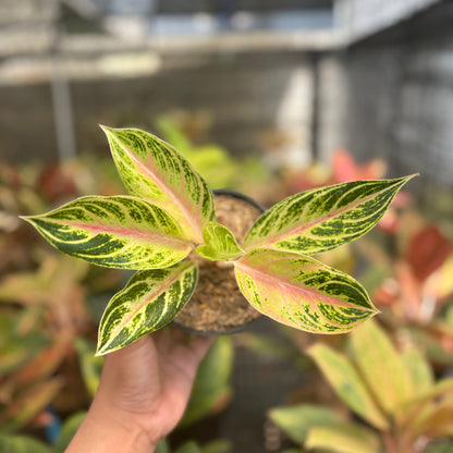 Aglaonema Big Mama Tricolor
