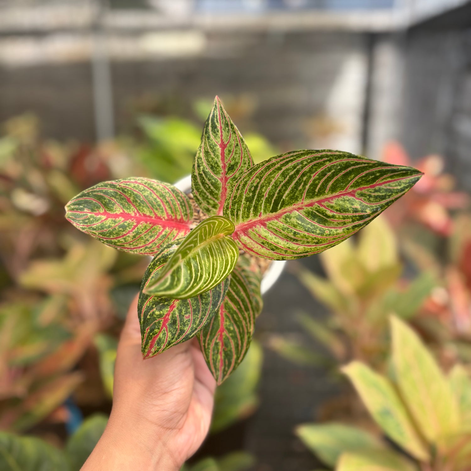 aglaonema growers Aglaonema Stella – Greenspaces.id