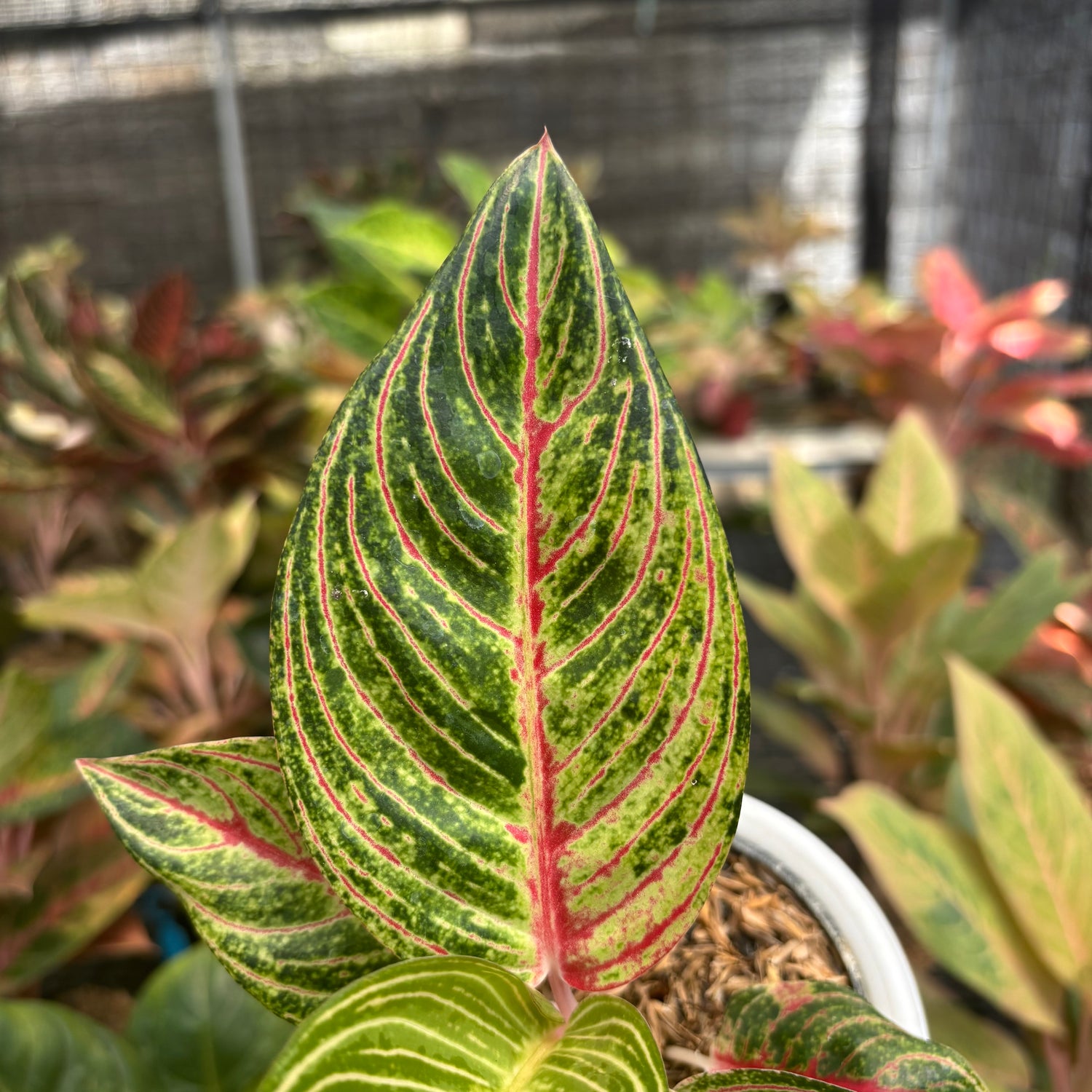 aglaonema termahal Aglaonema Stella