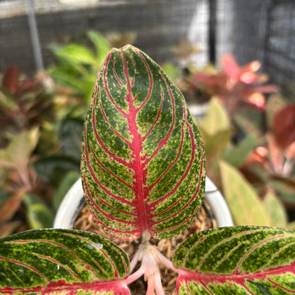 Aglaonema Stella