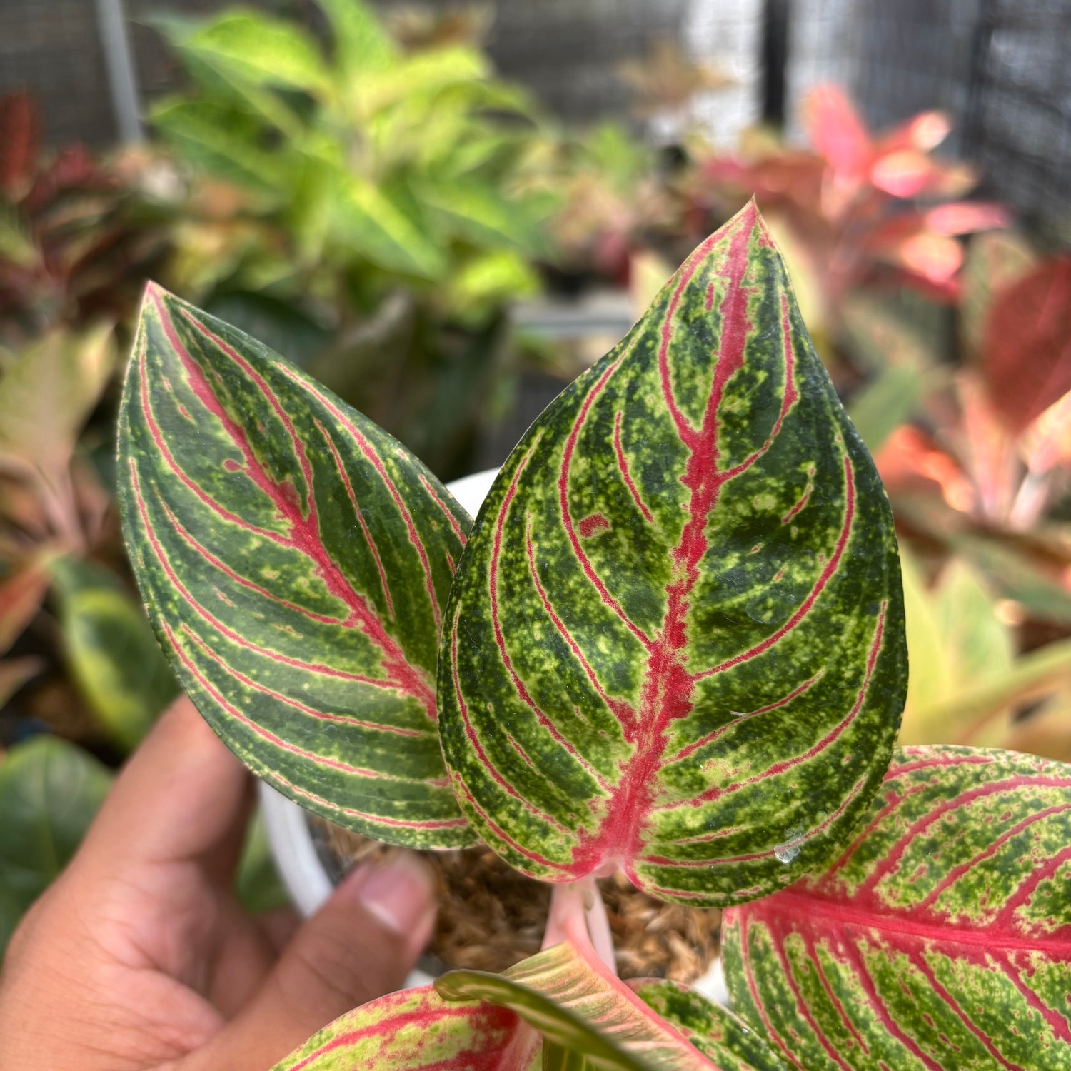 tanaman aglaonema Aglaonema Stella