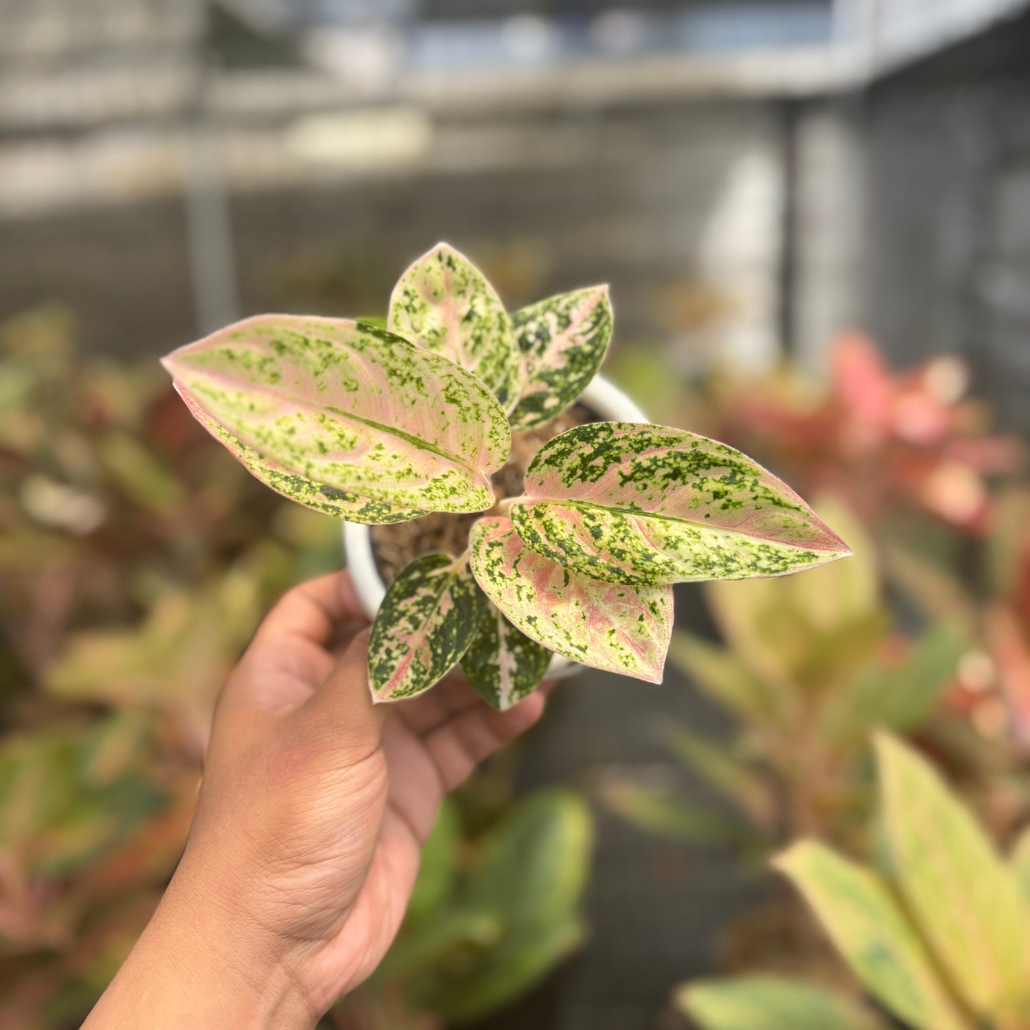 tanaman aglaonema Aglaonema Pinkan