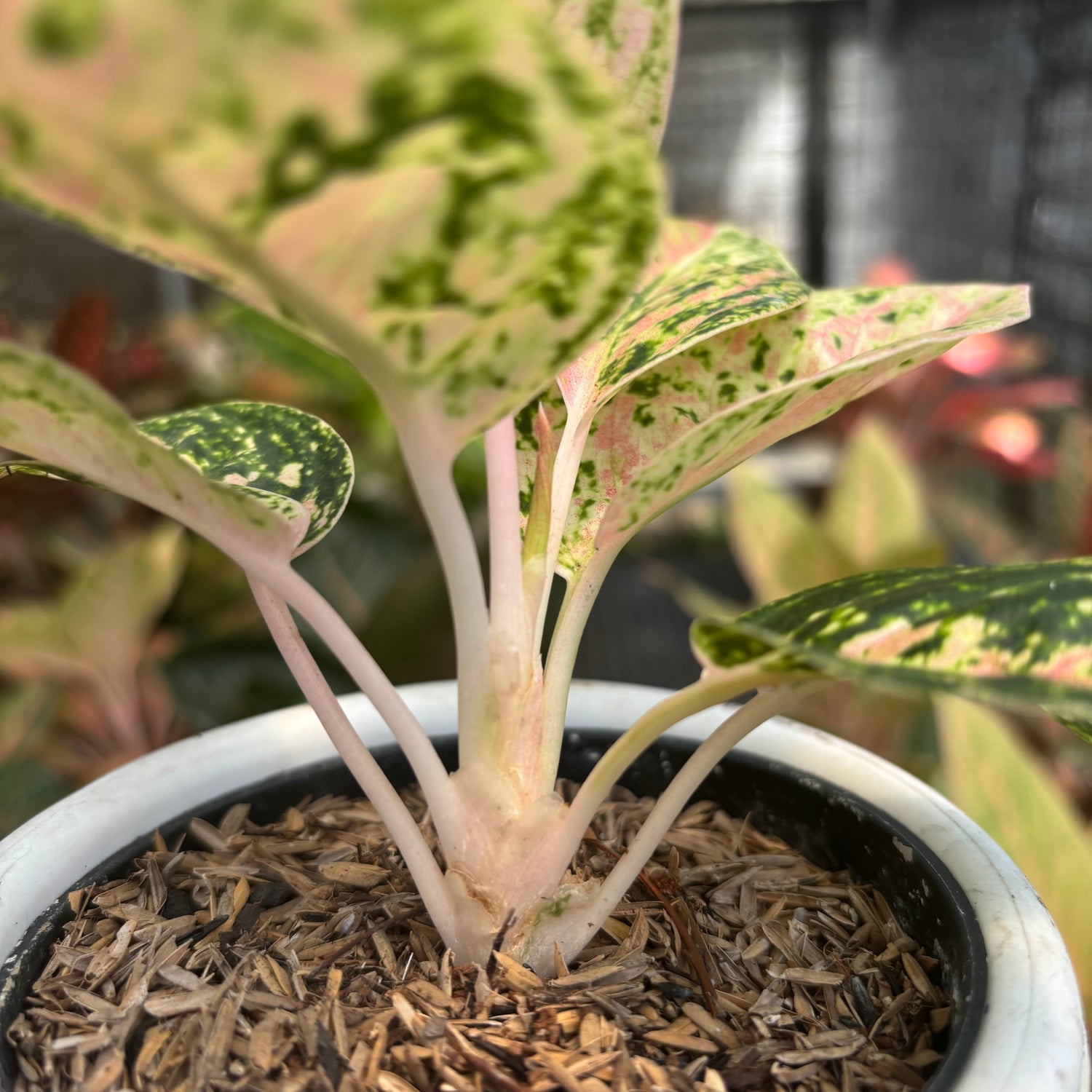 aglaonema two tone moonstone Aglaonema Pinkan – Greenspaces.id