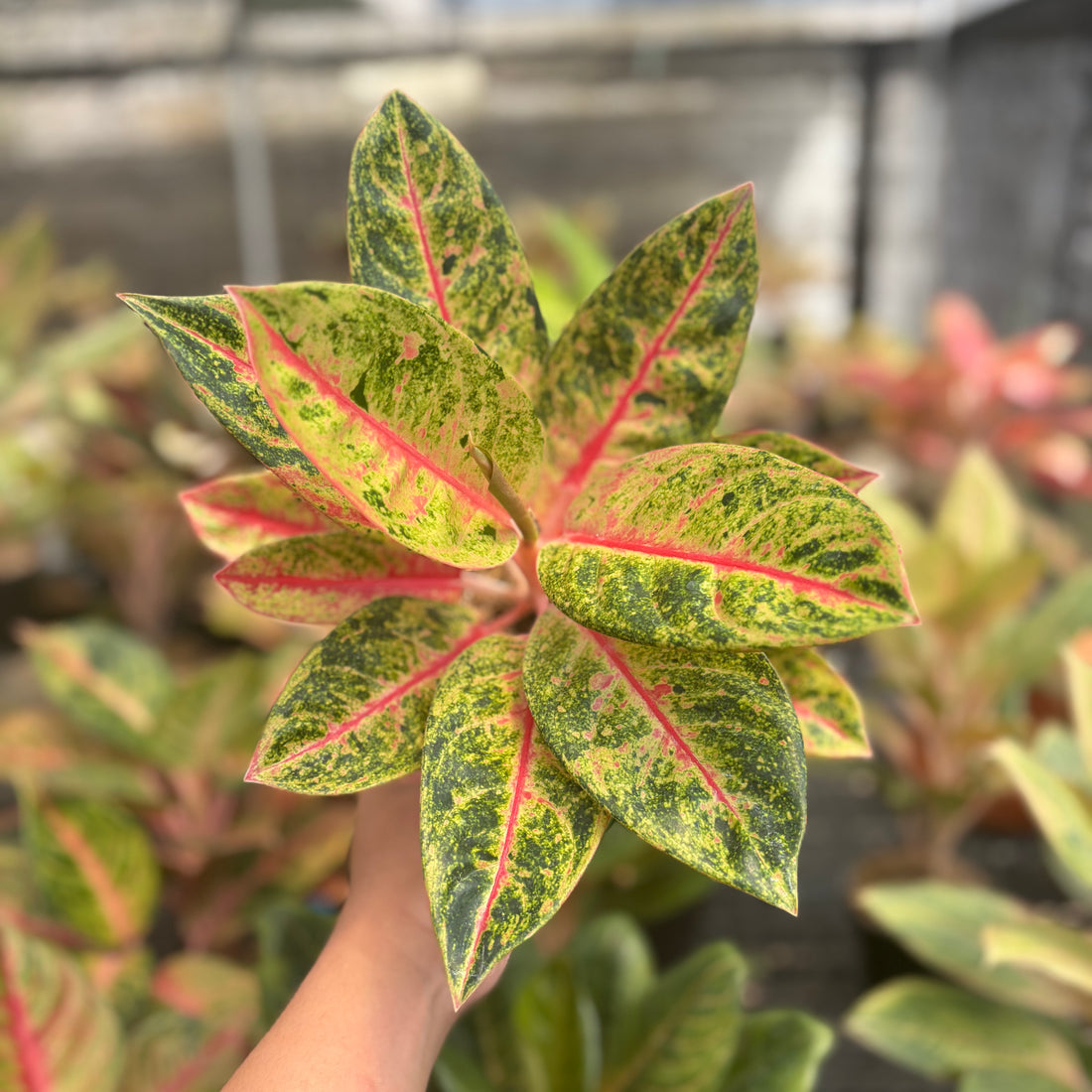 Aglaonema Roro Jonggrang