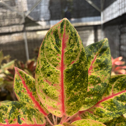 Aglaonema Roro Jonggrang