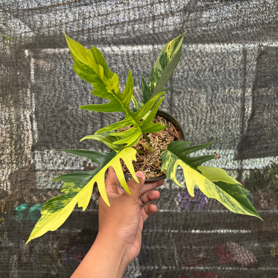Philodendron Florida Beauty X Tortum Variegated
