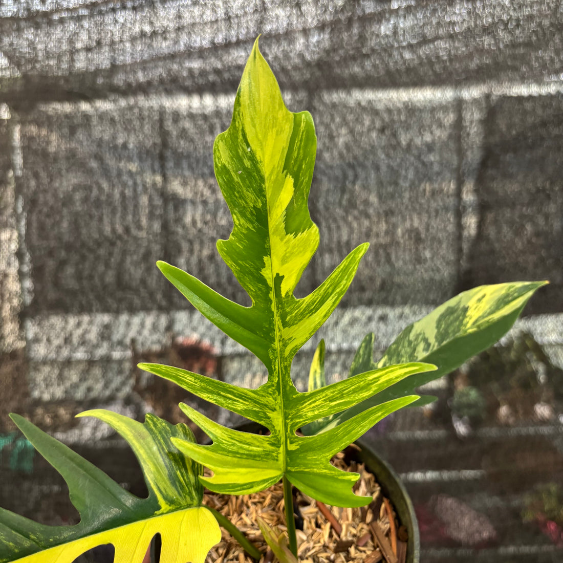 Philodendron Florida Beauty X Tortum Variegated