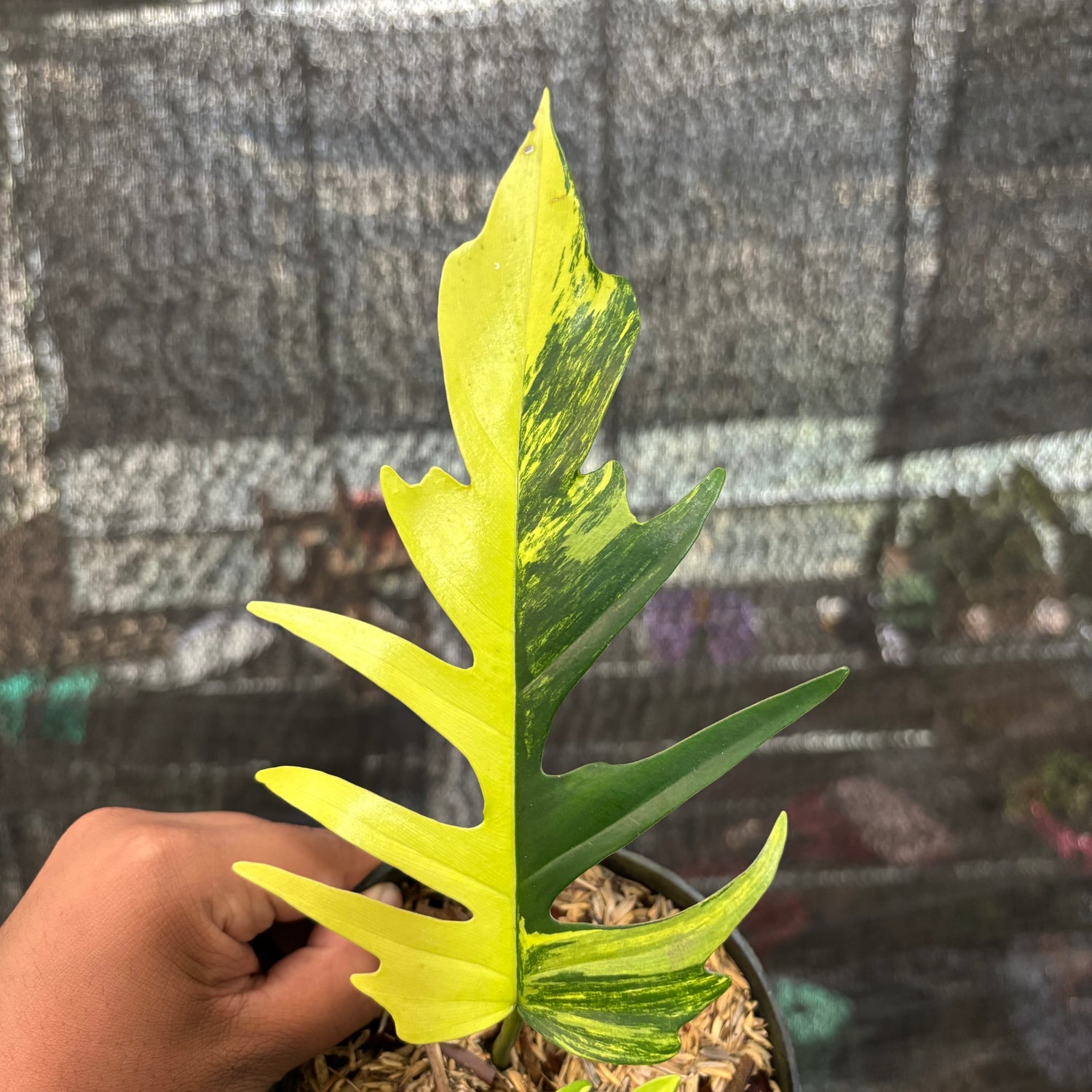 Philodendron Florida Beauty X Tortum Variegated