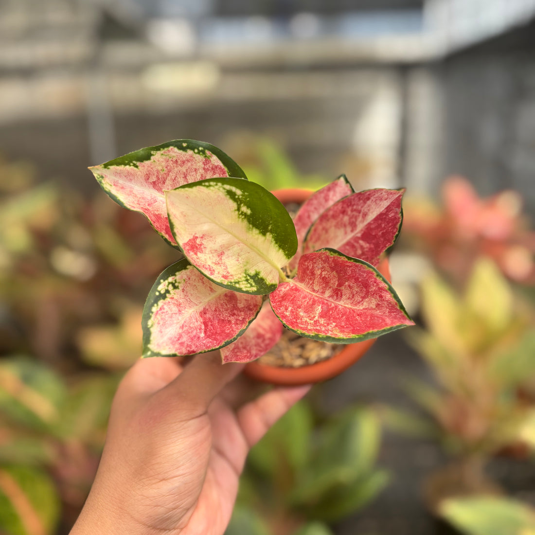 Aglaonema Kochin Wagyu
