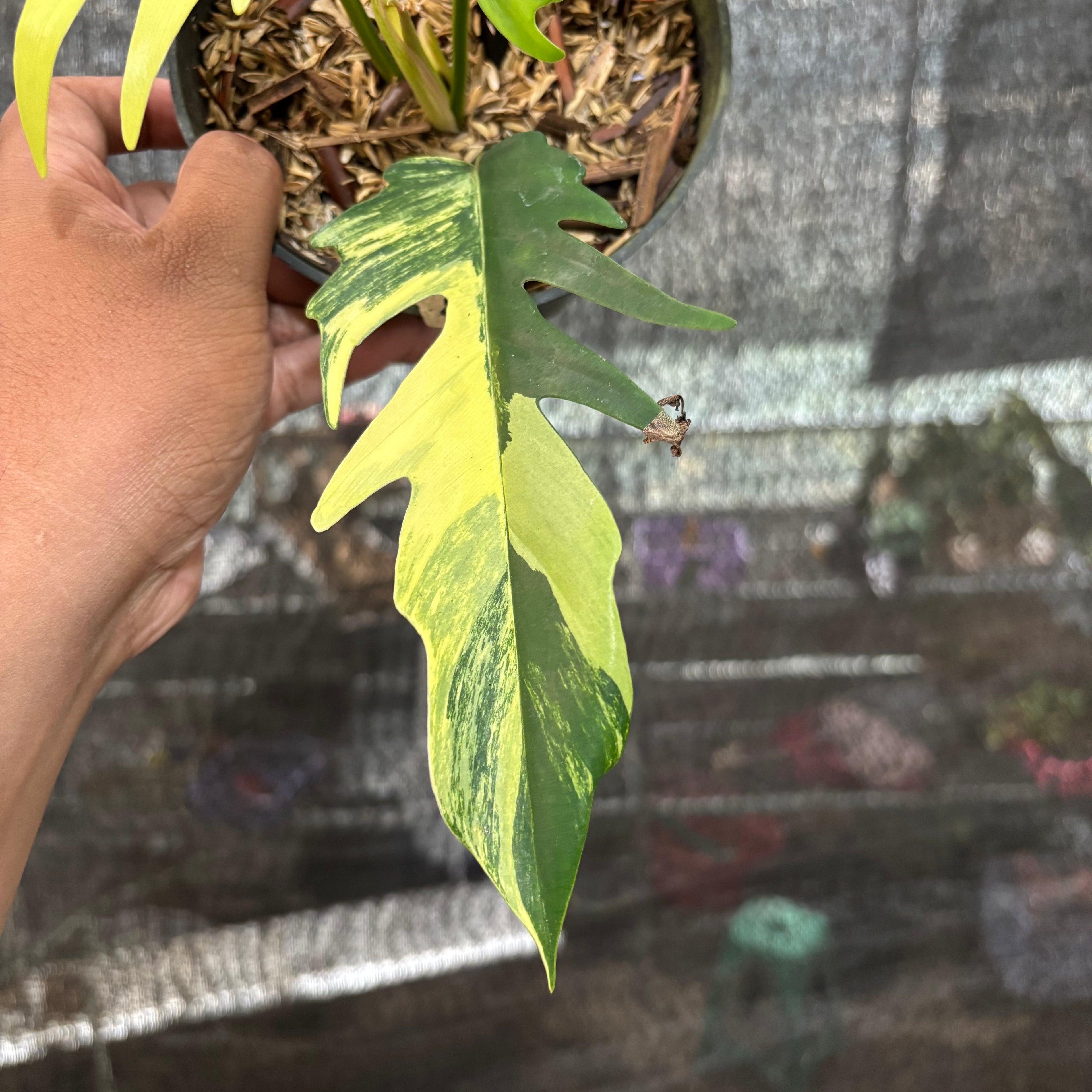 Philodendron Florida Beauty X Tortum Variegated