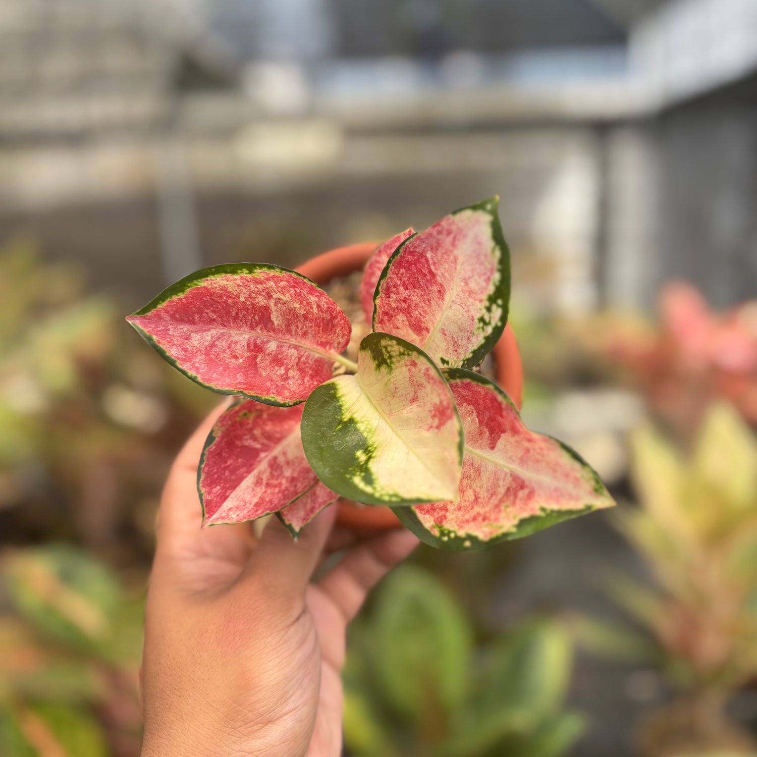 aglaonema strawberry shortcake Aglaonema Kochin Wagyu – Greenspaces.id