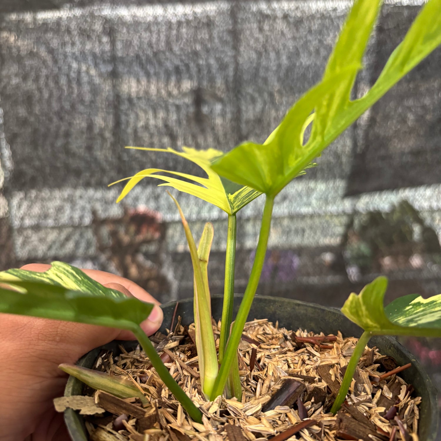 Philodendron Florida Beauty X Tortum Variegated