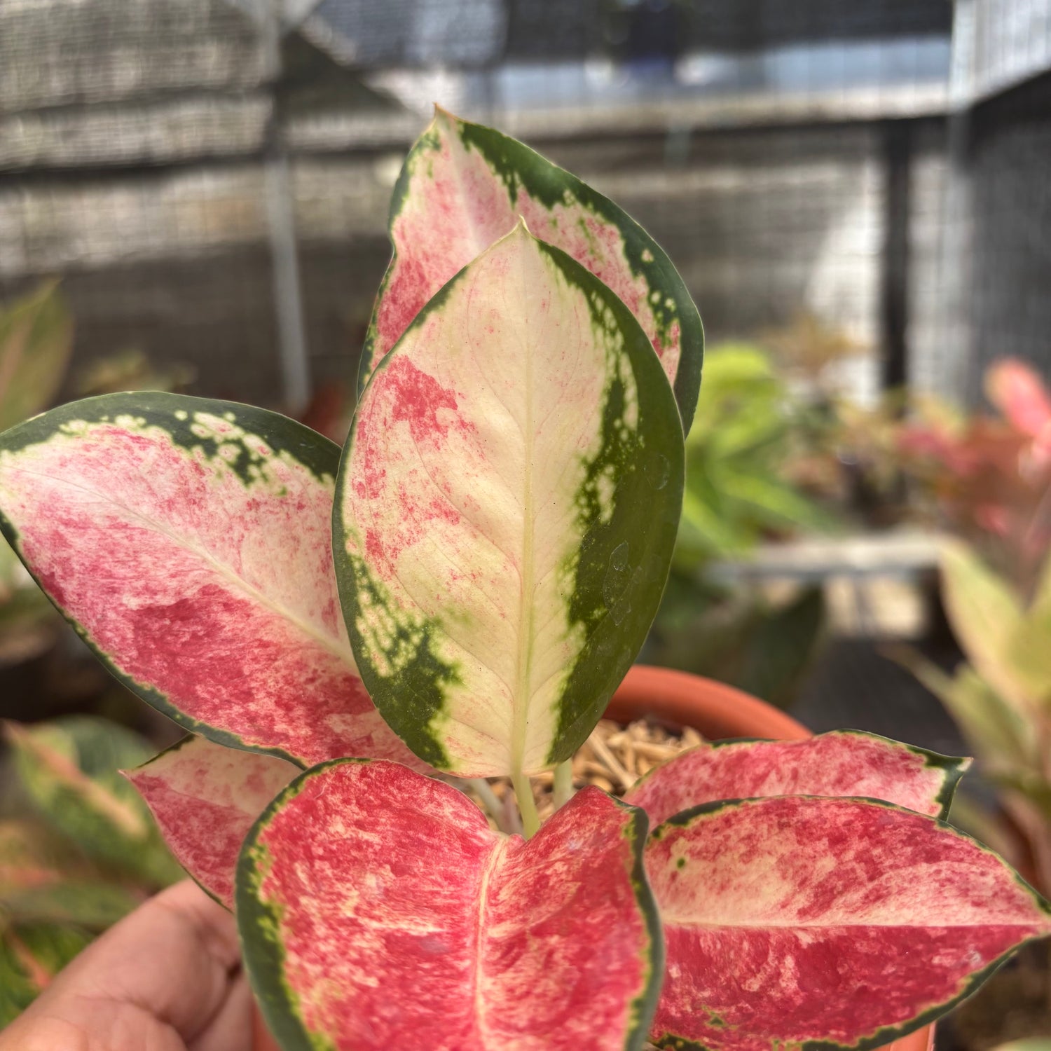 aglaonema kochin hybrid Aglaonema Kochin Wagyu