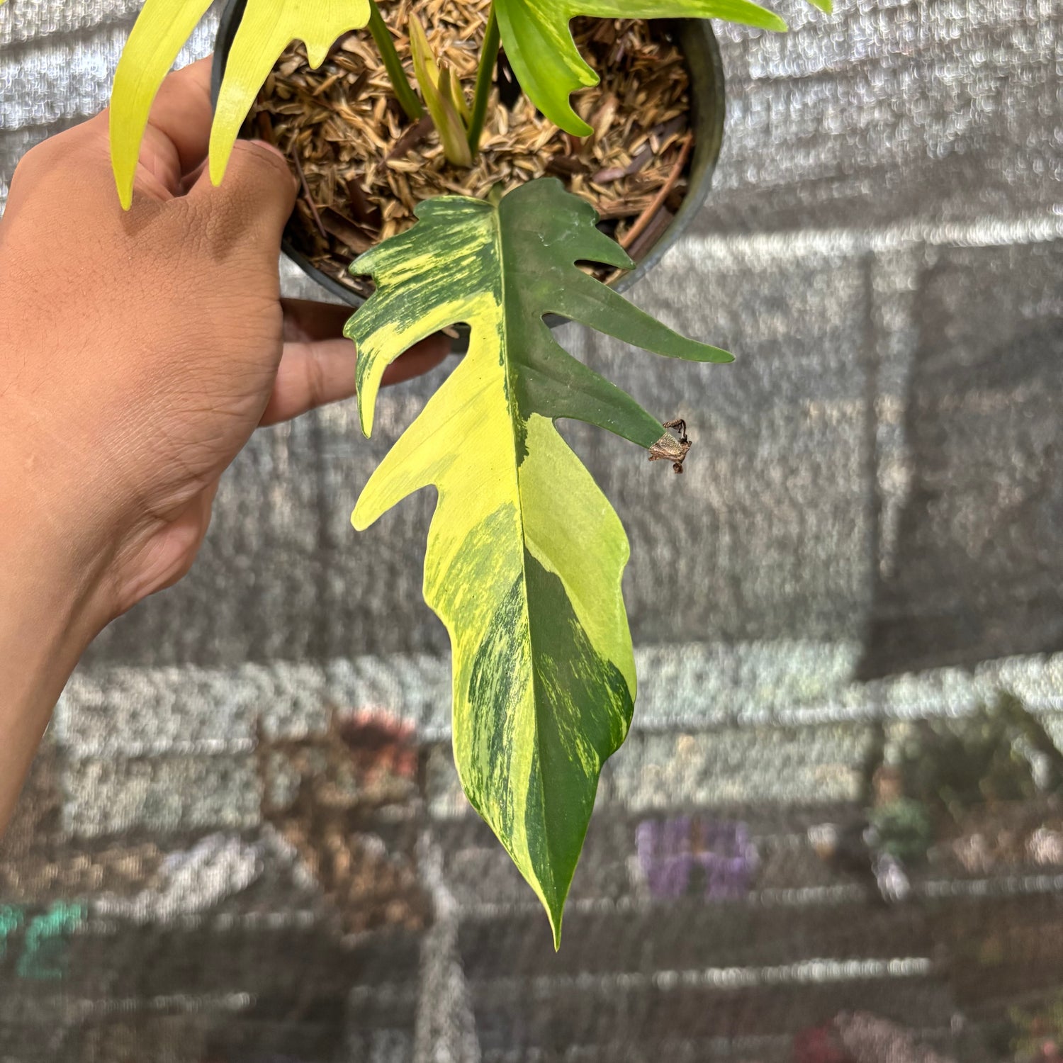 Philodendron Florida Beauty X Tortum Variegated