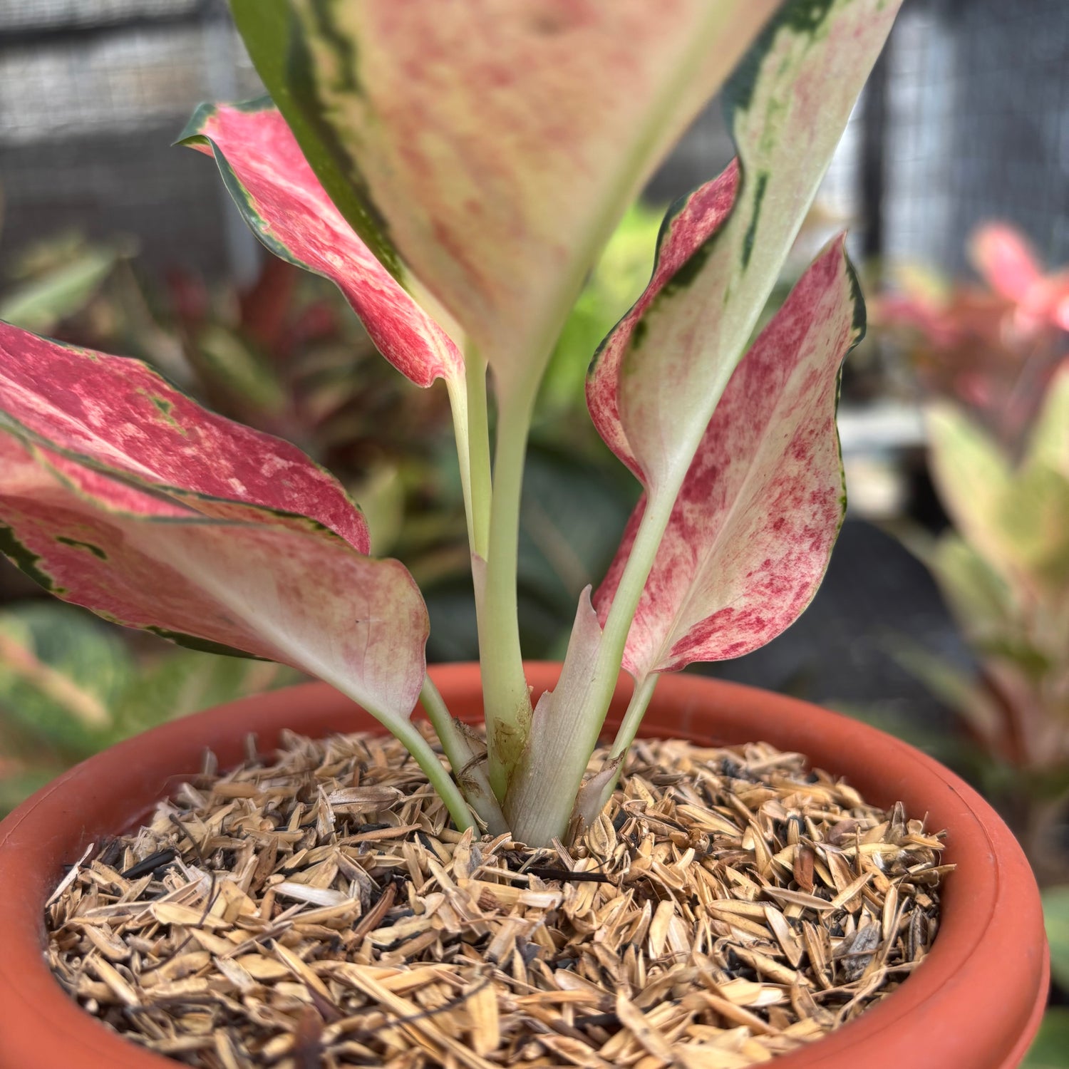 aglaonema id Aglaonema Kochin Wagyu