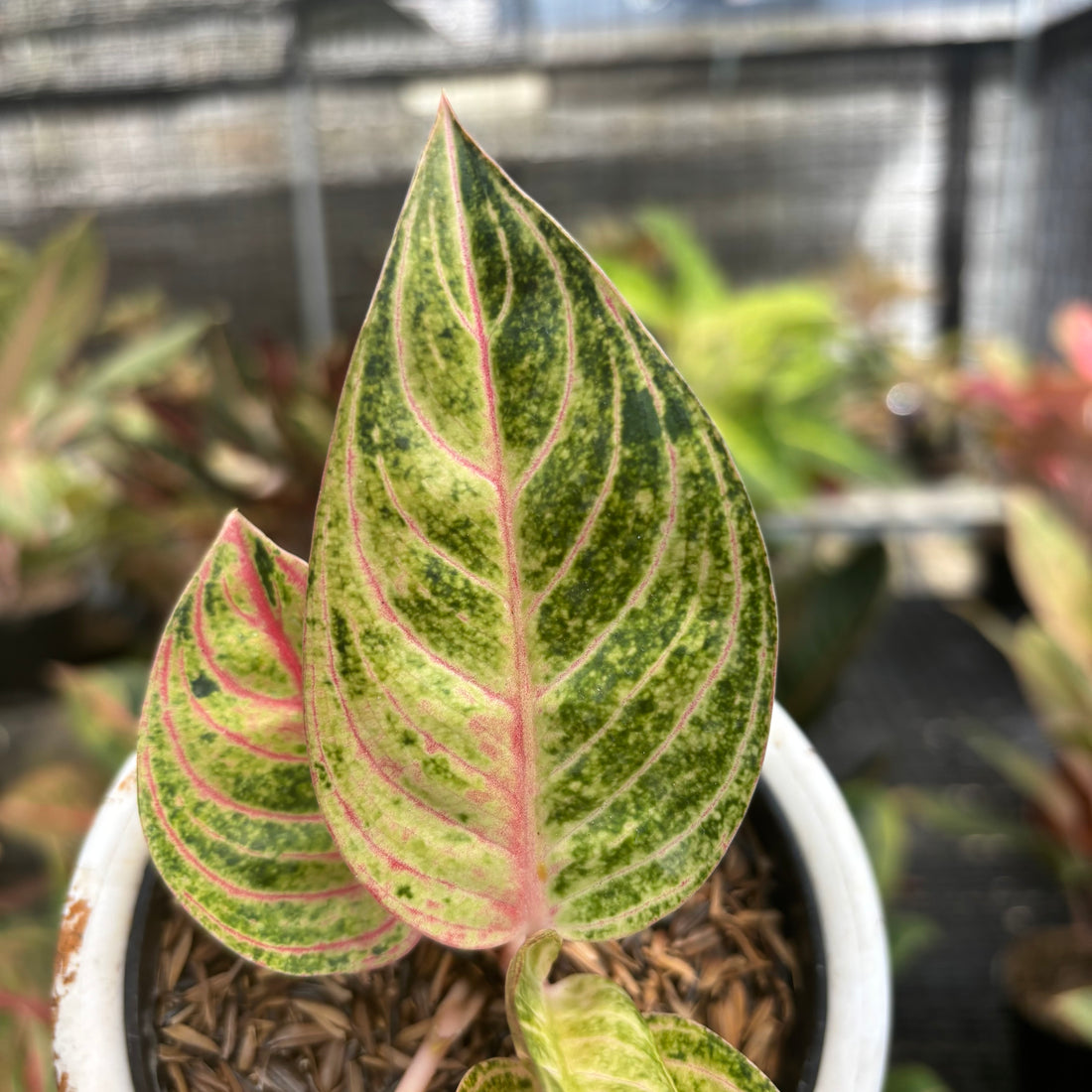 Aglaonema Mother of Teressa