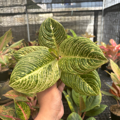 Aglaonema Asri Putih