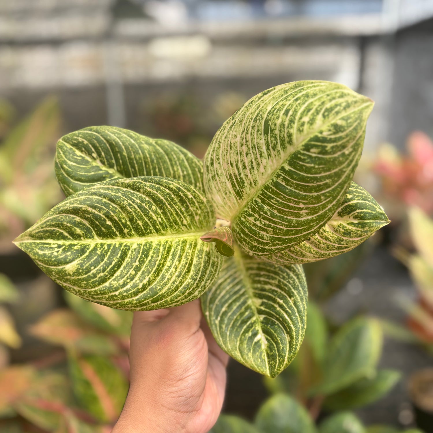 Aglaonema Asri Putih