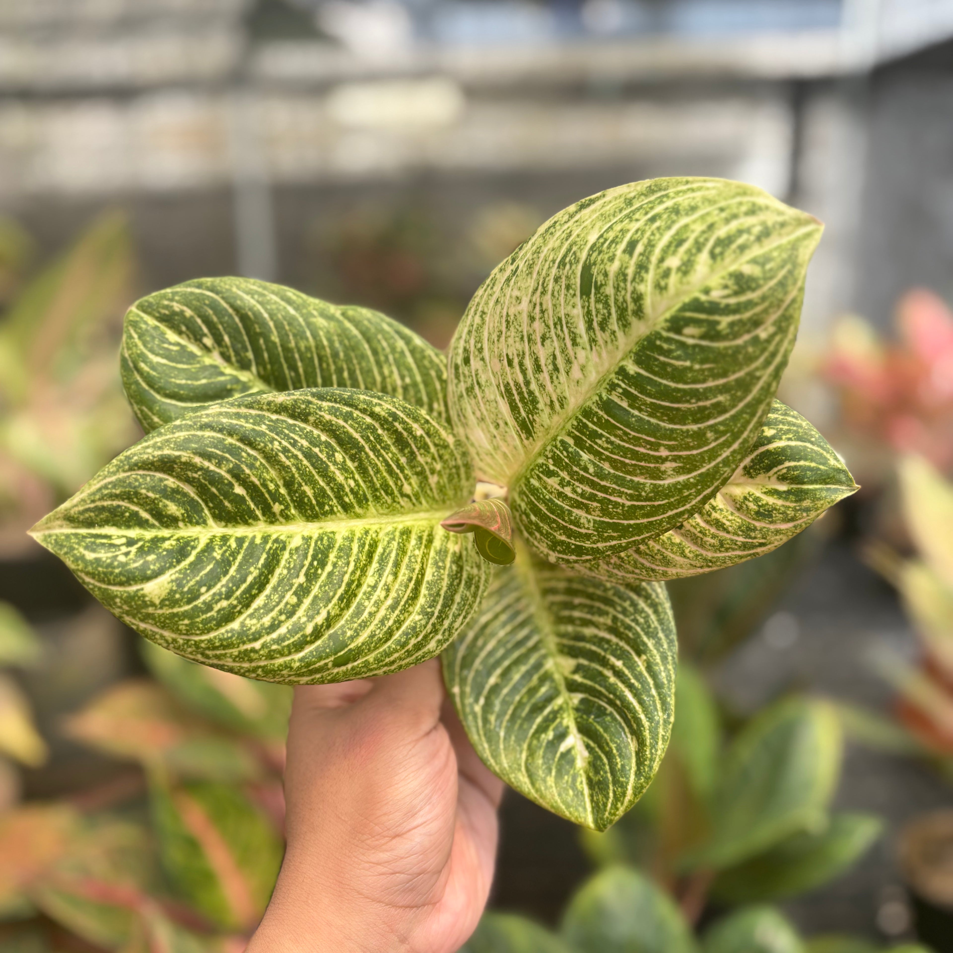 Aglaonema Asri Putih